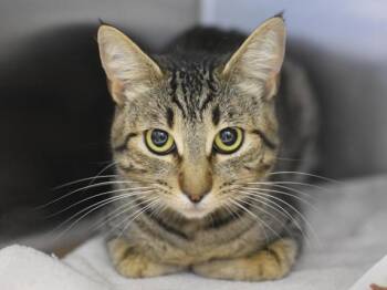 Domestic Short Hair Cats Available for Adoption in Portland, Oregon - Little Too | PetCurious