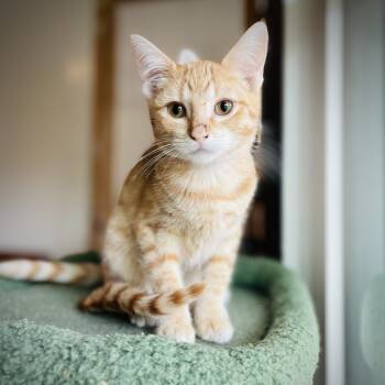 Rescue Domestic Short Hair Cats for Adoption in Fort Worth, Texas - Kai And Koi | PetCurious