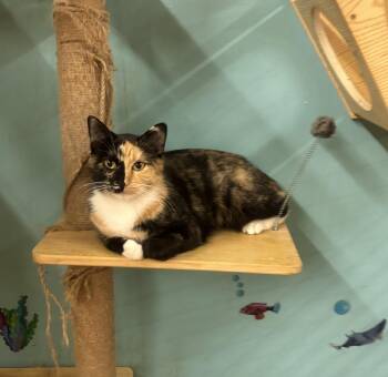 Sweet Potato -  Domestic Medium Hair and Calico Cat for Adoption in Whittier, California - Sweet Potato | PetCurious