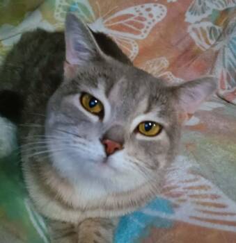 Lily -  Domestic Short Hair Cat for Adoption in Quincy, Ohio - Lily | PetCurious