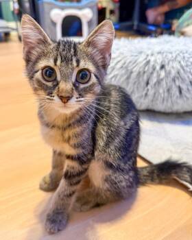 Kenzie -  Domestic Short Hair and Tabby Cat for Adoption in Pompano Beach, Florida - Kenzie | PetCurious