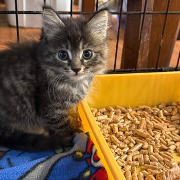 Domestic Long Hair Cats Available for Adoption in Yucaipa, California - Pebbles | PetCurious