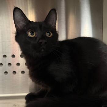 Nelson NM -  Domestic Long Hair Cat for Adoption in Denver, Colorado - Nelson NM | PetCurious