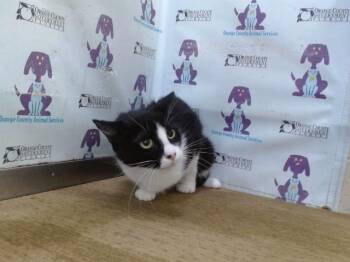 TRIXIE -  Domestic Short Hair Cat for Adoption in Orlando, Florida - TRIXIE | PetCurious