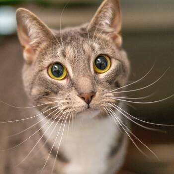 Domestic Short Hair Cats Available for Adoption in Hilton Head Island, South Carolina - Lydia | PetCurious