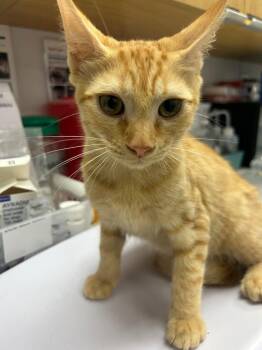 Phil -  Domestic Short Hair Cat for Adoption in Hartsville, South Carolina - Phil | PetCurious