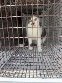 A660664 -  Domestic Short Hair Cat for Adoption in Houston, Texas - A660664 | PetCurious