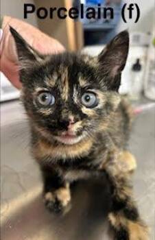 Porcelain -  Domestic Short Hair and Tortoiseshell Cat for Adoption in Saugerties, New York - Porcelain | PetCurious