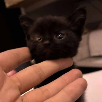 Rescue Domestic Short Hair Cats for Adoption in Wichita, Kansas - Rose | PetCurious