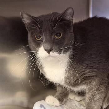 Domestic Short Hair Cats Available for Adoption in Las Vegas, Nevada - GABE | PetCurious
