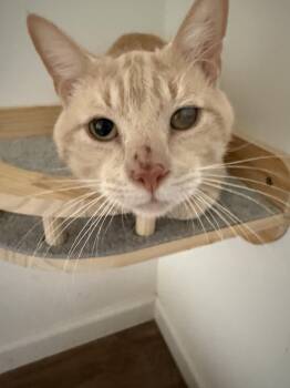 James -  American Shorthair Cat for Adoption in Harrisburg, Pennsylvania - James | PetCurious