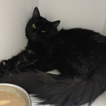 Domestic Short Hair Cats Available for Adoption - Alfred | PetCurious