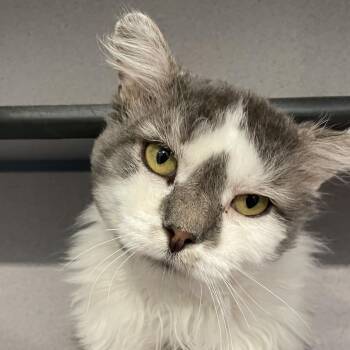Domestic Long Hair Cats Available for Adoption in Sheridan, Wyoming - Marvel | PetCurious