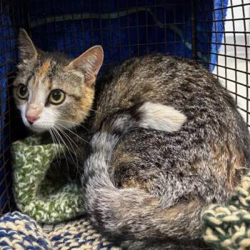 Firefly - Bonded With Monarch -  Domestic Short Hair Cat for Adoption in Des Moines, Iowa - Firefly - Bonded With Monarch | PetCurious