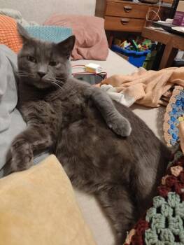 Seaweed -  Domestic Short Hair Cat for Adoption - Seaweed | PetCurious