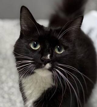 Ranch -  Domestic Medium Hair Cat for Adoption in Jackson, Michigan - Ranch | PetCurious