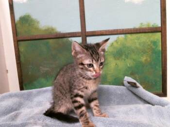 Domestic Short Hair Cats Available for Adoption in Houston, Texas - OAK | PetCurious