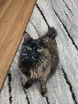 Poppy -  Domestic Long Hair Cat Available for Adoption in West Richland, Washington - Poppy | PetCurious