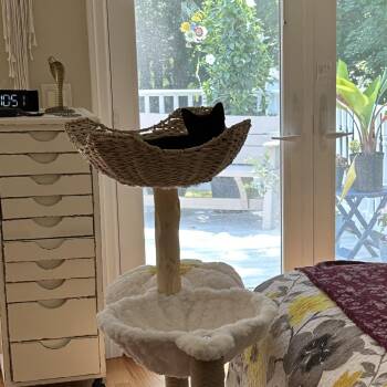Indy -  Domestic Short Hair Cat for Adoption in Wanaque, New Jersey - Indy | PetCurious