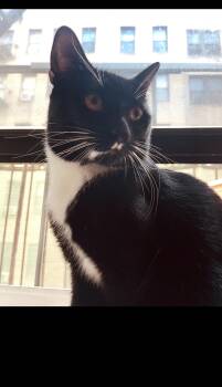 Domestic Short Hair Cats Available for Adoption - Nocturne | PetCurious