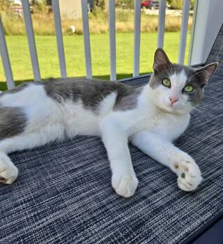 Rescue Domestic Short Hair Cats for Adoption in Steinbach, Manitoba - Woodsman | PetCurious