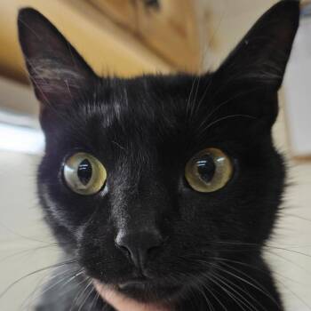 Domestic Short Hair Cats Available for Adoption - Chuckles | PetCurious