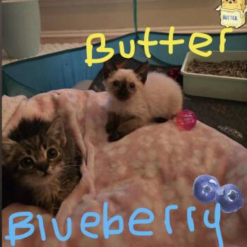 Butter -  Siamese Cat for Adoption in Spokane, Washington - Butter | PetCurious