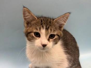Whisp -  Domestic Short Hair Cat for Adoption in Woodbury, Minnesota - Whisp | PetCurious