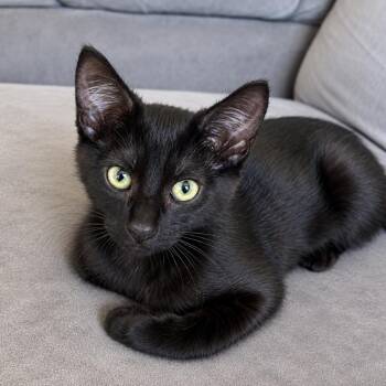 Misty -  Domestic Short Hair Cat for Adoption in Pleasant Hill, California - Misty | PetCurious
