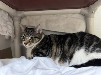 Rescue Domestic Short Hair Cats for Adoption in Boston, Massachusetts - MINA | PetCurious