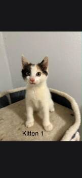 Cady -  Domestic Long Hair Cat for Adoption in Camden, Tennessee - Cady | PetCurious