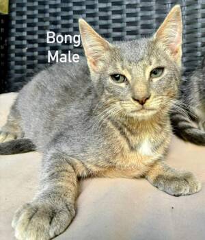 Bong -  Tabby Cat for Adoption in Binghamton, New York - Bong | PetCurious