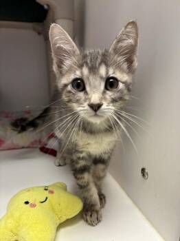 Willow -  Domestic Short Hair Cat for Adoption in Salt Lake City, Utah - Willow | PetCurious