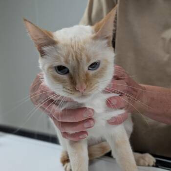 Amber -  Domestic Short Hair and Siamese Cat for Adoption in Canton, Illinois - Amber | PetCurious