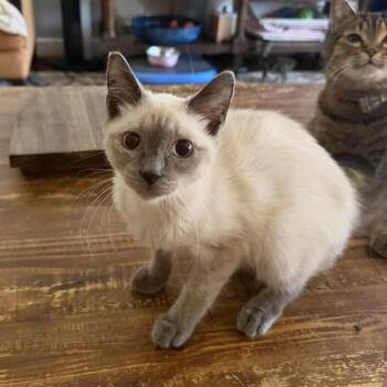 Snuggly Stanley -  Siamese Cat for Adoption in Burlington, North Carolina - Snuggly Stanley | PetCurious