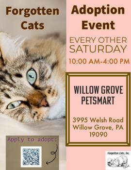 Domestic Short Hair Cats Available for Adoption in Greenville, Delaware - Willow Grove PS Adoption Event 4/25/26 | PetCurious