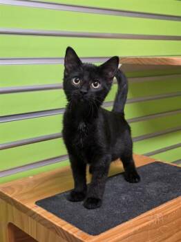 RUMI -  Domestic Short Hair Cat for Adoption in St. Peters, Missouri - RUMI | PetCurious