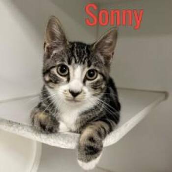 Sonny -  Domestic Short Hair Cat for Adoption in Pleasantville, New Jersey - Sonny | PetCurious