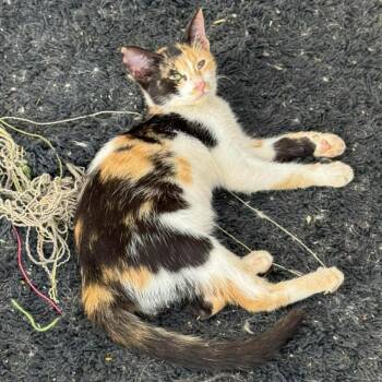 Rescue Calico Cats for Adoption in Brampton, Ontario - Zarah | PetCurious