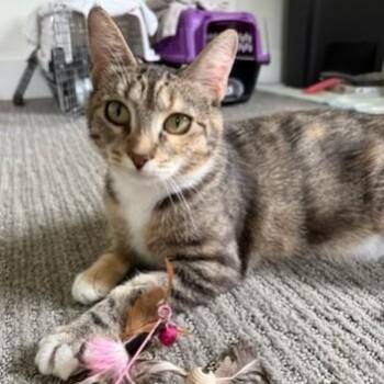 Rescue Domestic Short Hair Cats for Adoption in Renton, Washington - Peach | PetCurious