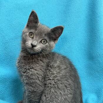 Genie -  Domestic Short Hair Cat Available for Adoption in Fairmont, Minnesota - Genie | PetCurious