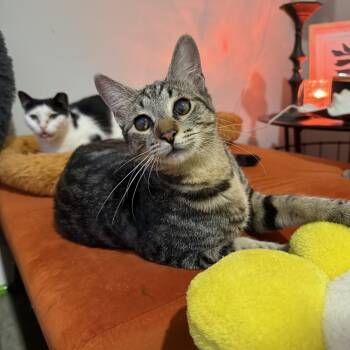 Rescue Domestic Short Hair Cats for Adoption in Boca Raton, Florida - Foggy | PetCurious