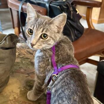 Nimbus -  Domestic Short Hair Cat for Adoption in Murphysboro, Illinois - Nimbus | PetCurious