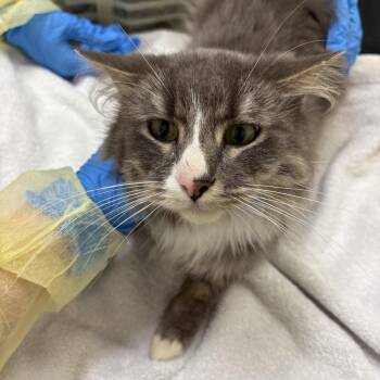 Stantz -  Domestic Long Hair Cat for Adoption in Evanston, Illinois - Stantz | PetCurious