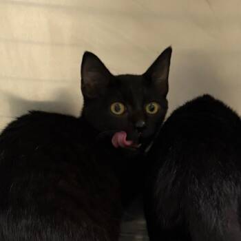 Tilda -  Domestic Short Hair Cat for Adoption in Milton, Florida - Tilda | PetCurious