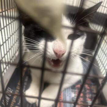 Domestic Short Hair Cats Available for Adoption in Philadelphia, Pennsylvania - Creme | PetCurious