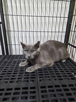 Russian Blue Cats Available for Adoption - Moxie | PetCurious