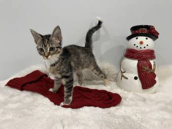 Rescue Domestic Short Hair Cats for Adoption in Chicago, Illinois - Ponyo | PetCurious