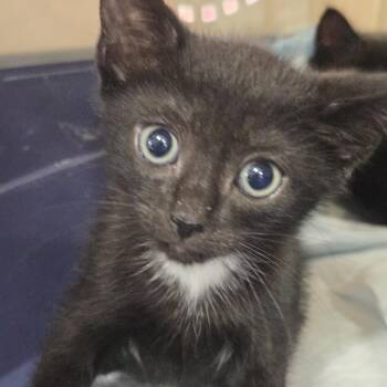 Mitch -  Domestic Short Hair Cat for Adoption in Newark, New Jersey - Mitch | PetCurious
