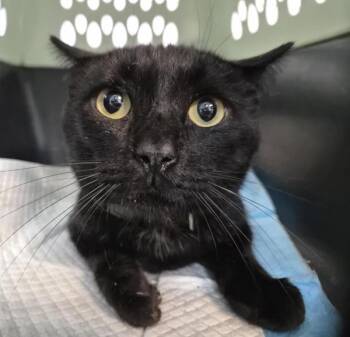 Walton -  Domestic Short Hair Cat for Adoption in New York, New York - Walton | PetCurious